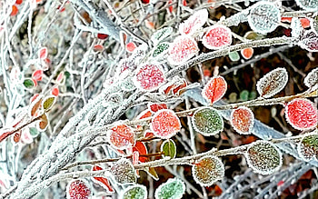 Frosty Leaves, Latvia, winter, leaves, hoarfrost HD wallpaper
