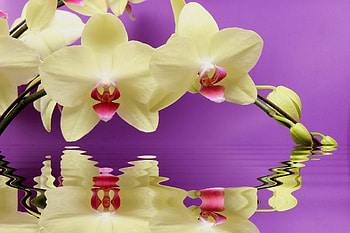 Orchids reflection, colorful, crystal, beautiful, nice, tender, delicate, wet, reflection, pretty, nature, flowers, water, lovely, orchids HD wallpaper