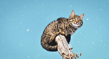 Animals, Snow, Cat, Pillar, Post, Snowfall HD wallpaper