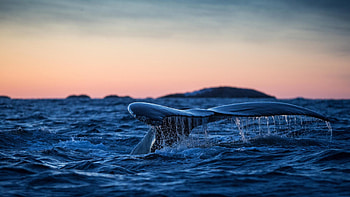 Blue Whale, Whale HD wallpaper