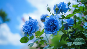 Blue roses under a blue sky 04, blue, rose, sky, flower HD wallpaper