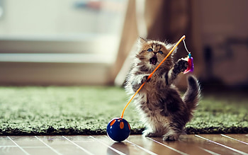 Funny kitten , Humorous feline, Cute and entertaining, Lovely background HD wallpaper