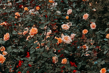 Explore a vibrant rose garden filled with blooming orange roses, showcasing nature's beauty and freshness. HD wallpaper