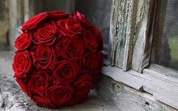 Plants, Flowers, Roses, Bouquets HD wallpaper