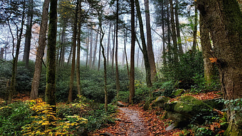 Smoky Mountains, Tennessee, morning, plants, path, leaves, trees, usa HD wallpaper