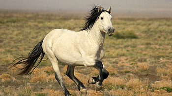 Animals, Light, Field, Light Coloured, Horse, Run Away, Run HD wallpaper