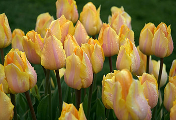 Flowers, Rain, Drops, Flower Bed, Flowerbed, Freshness, Julips, Yulpana HD wallpaper