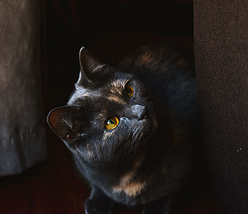 Yellow eye cat, fat cat HD wallpaper