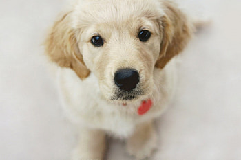Dog, sweet, pay, dogs, puppies, cute, beautiful, beauty, playful, playful dog, puppy, dog face, pretty, animals, face, bubbles, lovely HD wallpaper