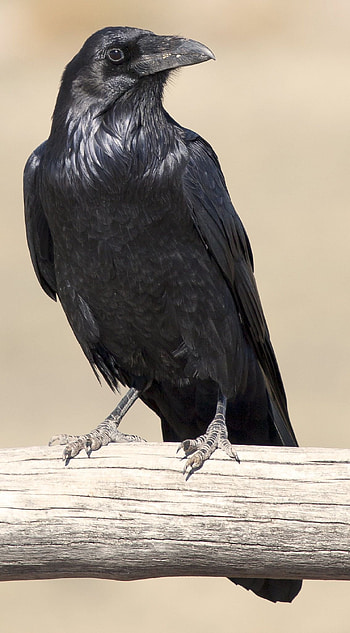 Spookily smart, Brawny crows, Crow art HD phone wallpaper