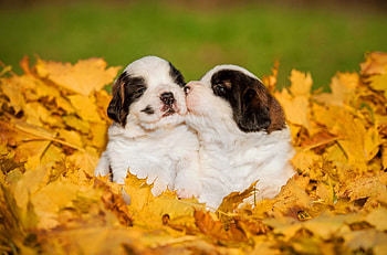 Autumn kiss, autumn, cute, couple, kiss, toamna, dog, sweet, puppy, yellow, leaf, caine HD wallpaper