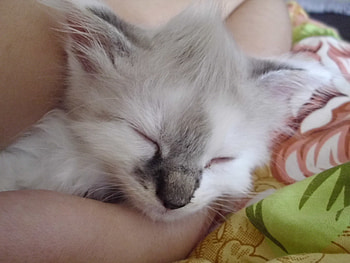 My Zuzi, cats, graphy, animals HD wallpaper