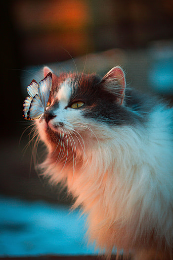 Animals, Cat, Fluffy, Butterfly, Tenderness HD phone wallpaper