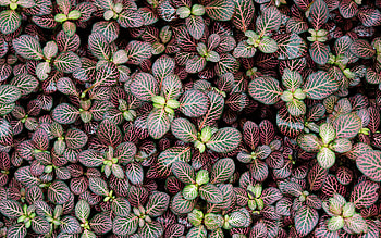 Fittonia, nauture, grpahy, flower HD wallpaper