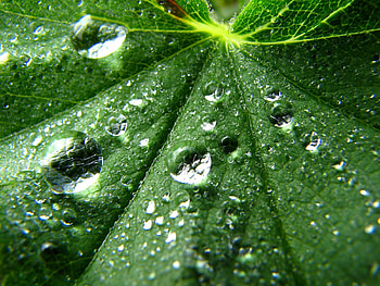 Drops, abstract, graphy, green, leaf, nature HD wallpaper