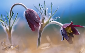 Plants, Flowers HD wallpaper