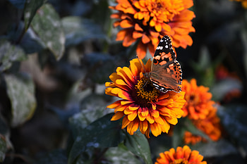 Flowers, Flower, Butterfly, Zinnia HD wallpaper