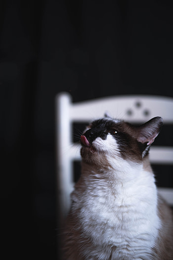 Funny, Animals, Cat, Pet, Nice, Sweetheart, Protruding Tongue, Tongue Stuck Out HD phone wallpaper