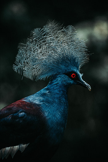 Animals, Bird, Dove, Crowned Pigeon, Crown Pigeon HD phone wallpaper