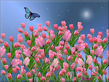 blossom by moonlight, butterfly, moon, nature, stars, tulips HD wallpaper