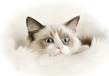 Close-up, Ragdoll HD wallpaper