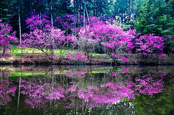 Redbud Trees Reflection, river, beautiful, grass, summer, reflection, green, trees, magenta, riverside HD wallpaper
