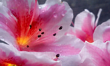 Lilies, pink, flowers, bright HD wallpaper
