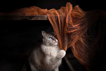 :), brown, black, cat, paw, pisici HD wallpaper