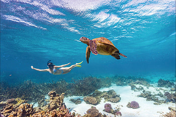 Ningaloo Reef, reef, turtle, ningaloo, woman HD wallpaper