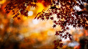 Fall nice with red and orange colors HD wallpaper