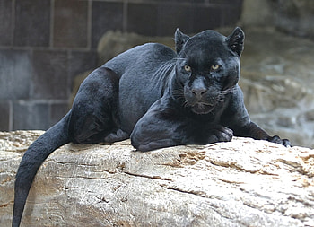 Black Panther, cat, feline, black, panther HD wallpaper