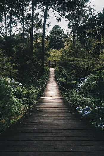 Experience tranquility on a wooden bridge surrounded by lush greenery in a peaceful forest setting. HD phone wallpaper