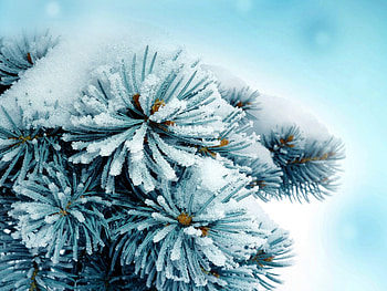 the snow has fallen, blue, winter, white, graphy, beauty, tree, pine, snow, nature HD wallpaper