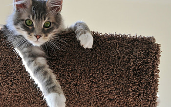 Cat, kitten, sweet, kitty, cats, cute, beautiful, paws, beauty, cat face, pretty, animals, face, lovely, hat HD wallpaper