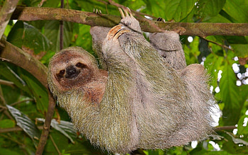 Animals, Wood, Tree, Branch, Sloth, Hang HD wallpaper