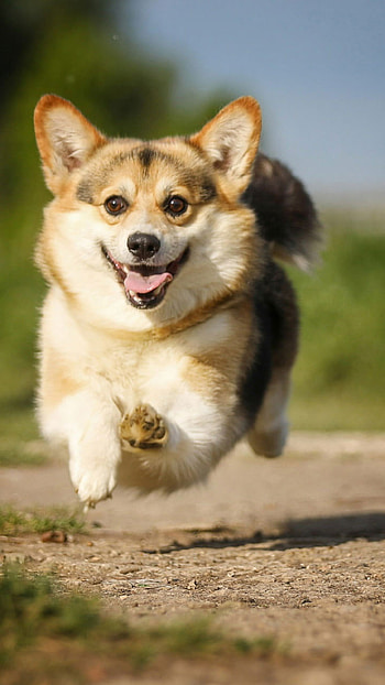 Corgi, Joyful dog, Playful track, Bokeh background HD phone wallpaper