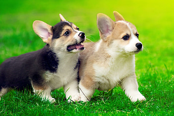 Siblings, Corgis HD wallpaper