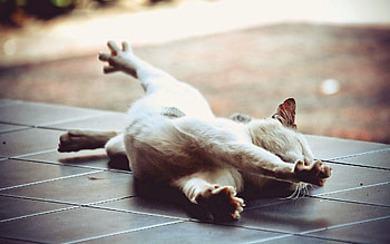 Animals, Cat, To Lie Down, Lie, Floor, Paws, Stretch HD wallpaper