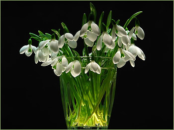 snowdrops for Cinzia, vase, beautiful, spring, snowdrops HD wallpaper