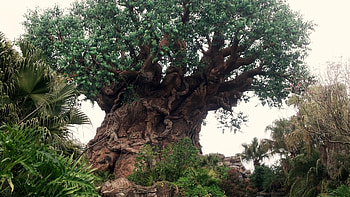 Nature, Vegetation, Carved Wood, Carved Tree HD wallpaper