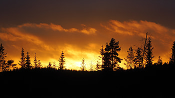 Trees, Sunset, Twilight, Dark, Dusk HD wallpaper
