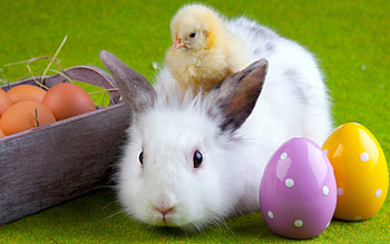 Animals, Birds, Rabbits, Chicks HD wallpaper