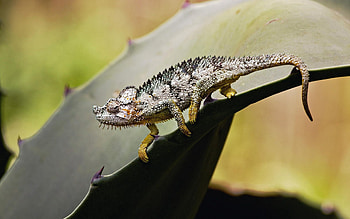 Animals, Grass, Sheet, Leaf, Reptile, Climb HD wallpaper