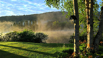 Morning fog, Summer, Birch, Sky, Trees HD wallpaper