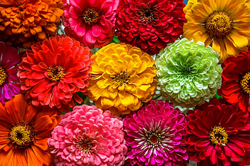 Flowers, summer, colorful, skin, yellow, red, green, texture, vara HD wallpaper