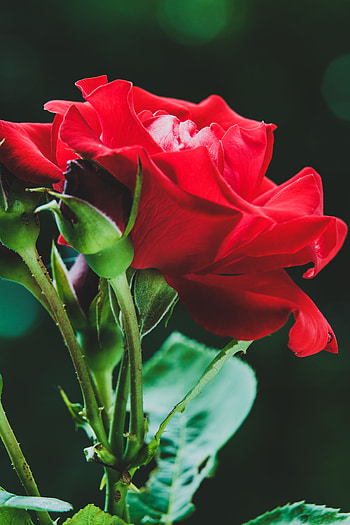 Flower, Macro, Rose Flower, Rose, Buds HD phone wallpaper