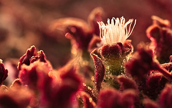 Plant, Macro, Petals, Moisture, Crystal, Mesembriantemum, Mezembriantemmam HD wallpaper