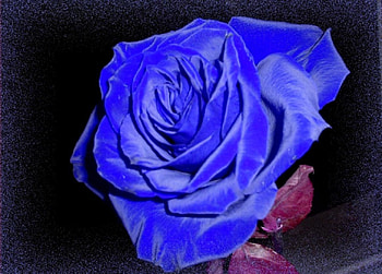 Blue in darkness, rose, color, expression, , new HD wallpaper