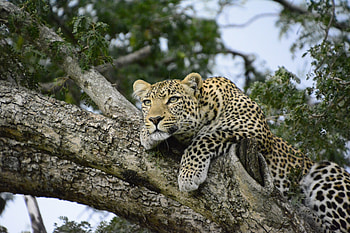 Relaxed, leopard on tree, predator HD wallpaper