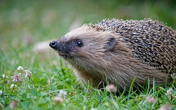 Animals, Grass, Prickles, Thorns, Hedgehog HD wallpaper